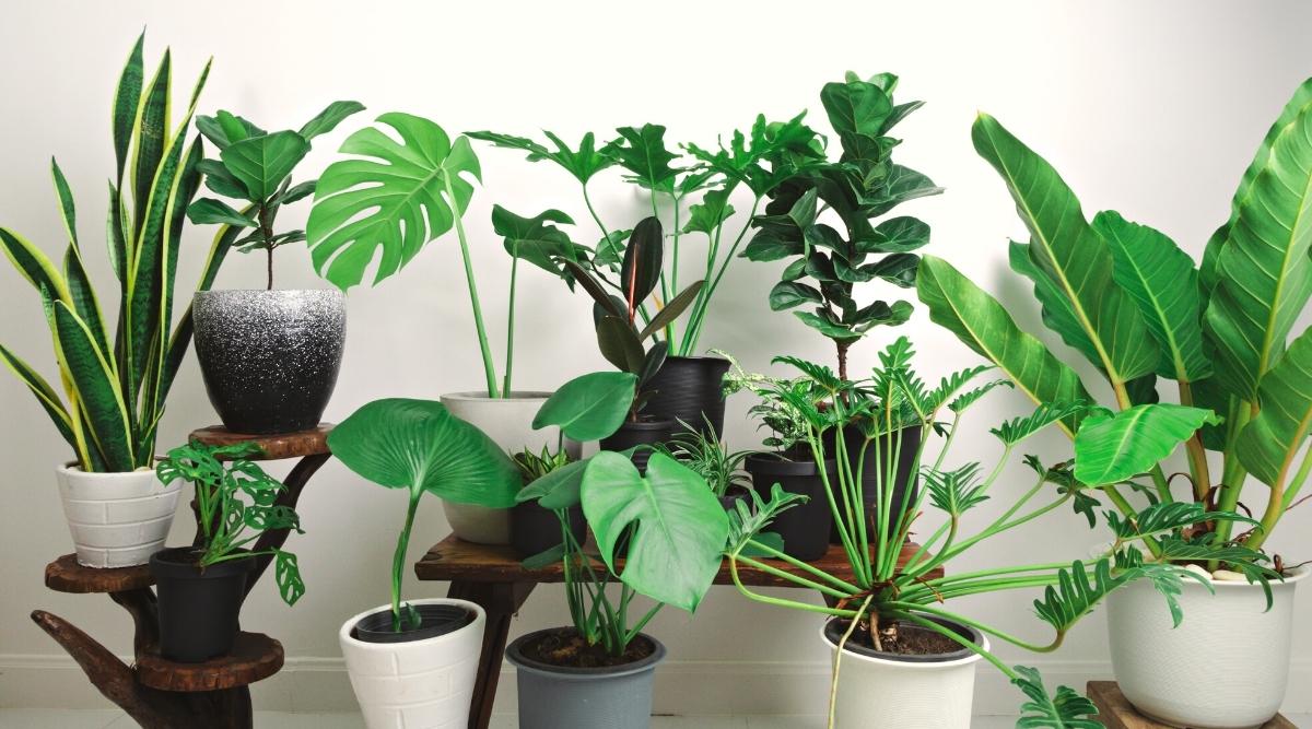 Houseplants That Are Easy to Care For