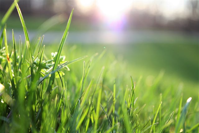 Pink Muhly Grass & Garden Centres in Maple Ridge: Adding Color and Texture to Your Garden