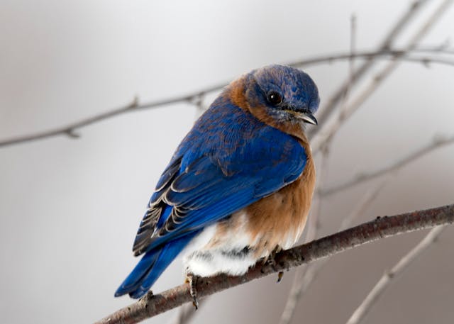 Pizza Ovens and Bird Feeders: Flavor and Nature in Your Own Backyard